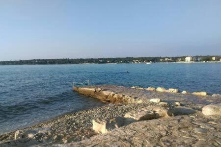 Murin Delfin *